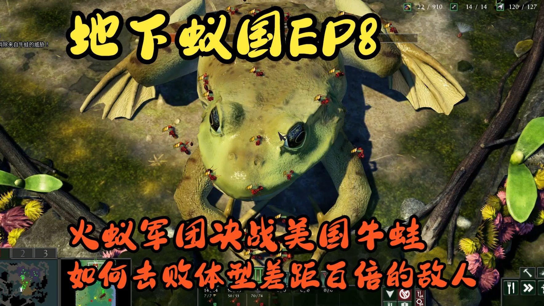 如何击败体型差距百倍的敌人，火蚁军团决战美国牛蛙【地下蚁国