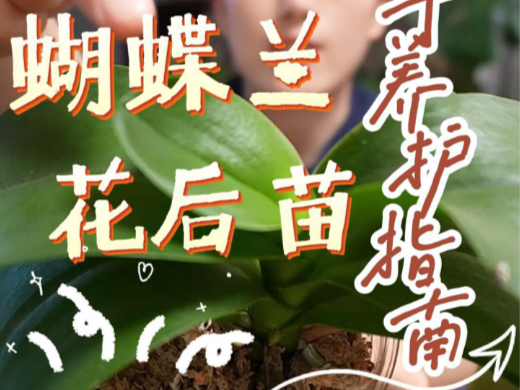 蝴蝶兰花后苗练手可入，好养！