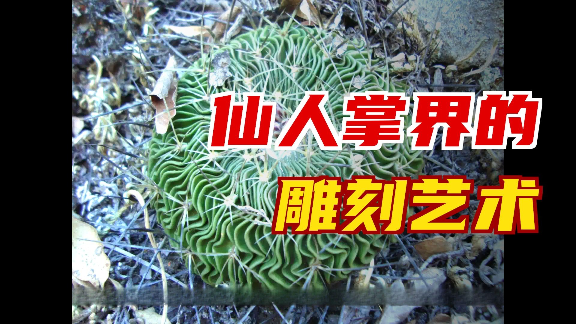 多棱玉~仙人掌的雕刻艺术