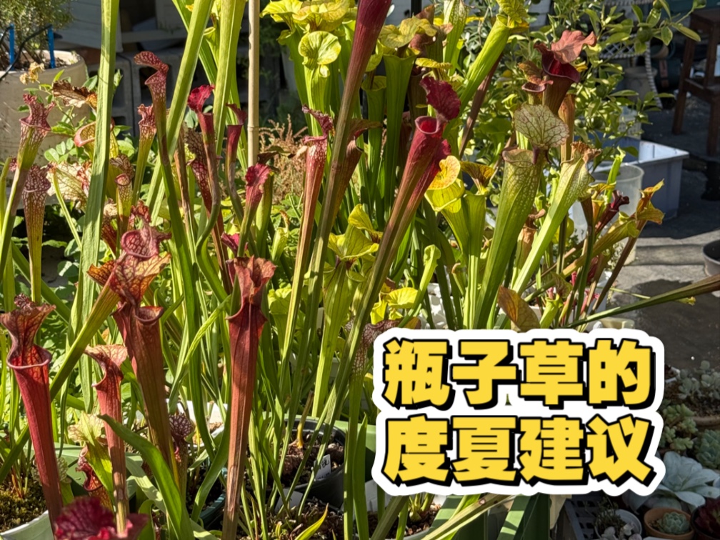 【老蓝的花园】瓶子草的度夏建议