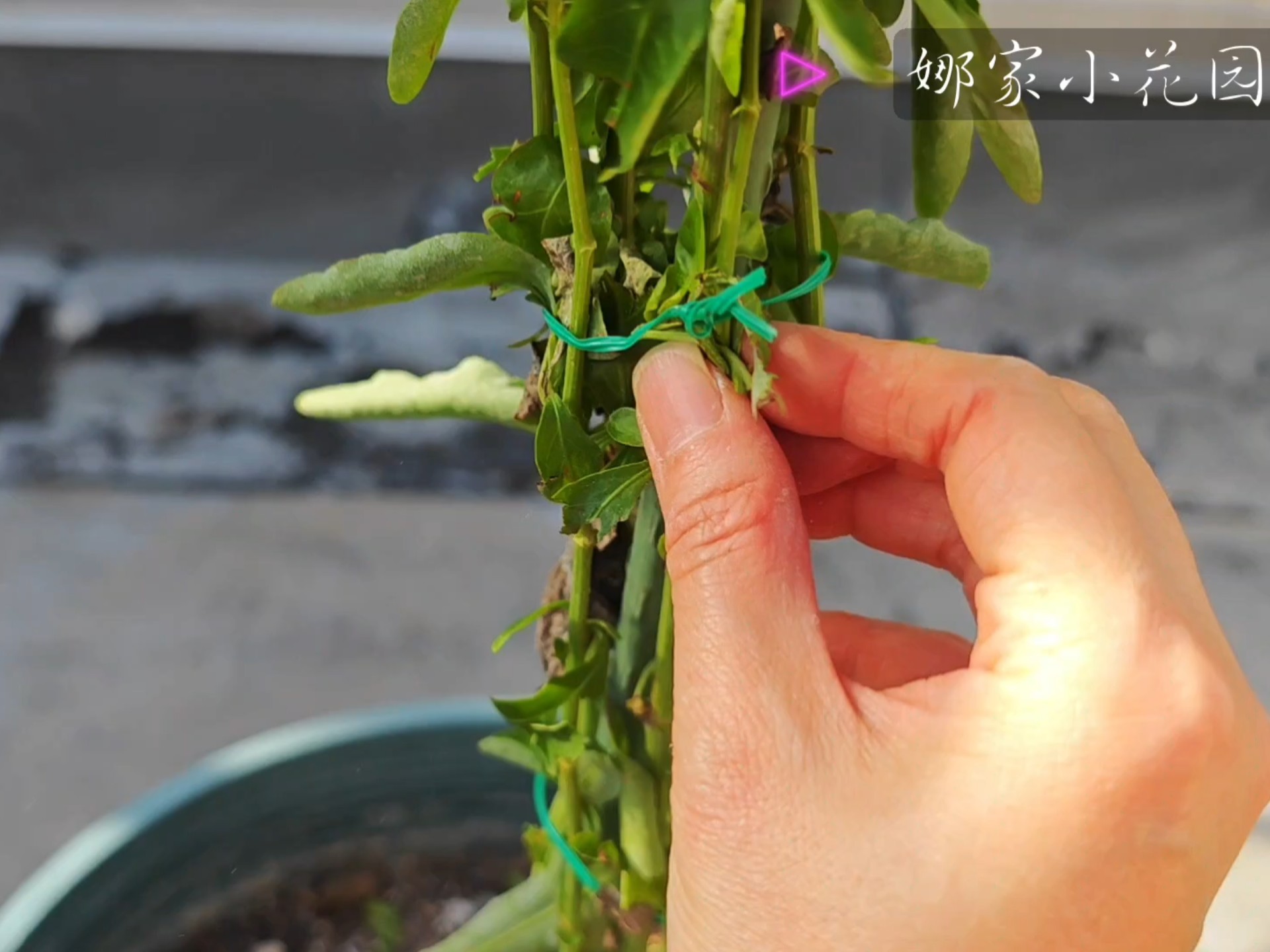 蓝雪花棒棒糖打造的后续操作演示