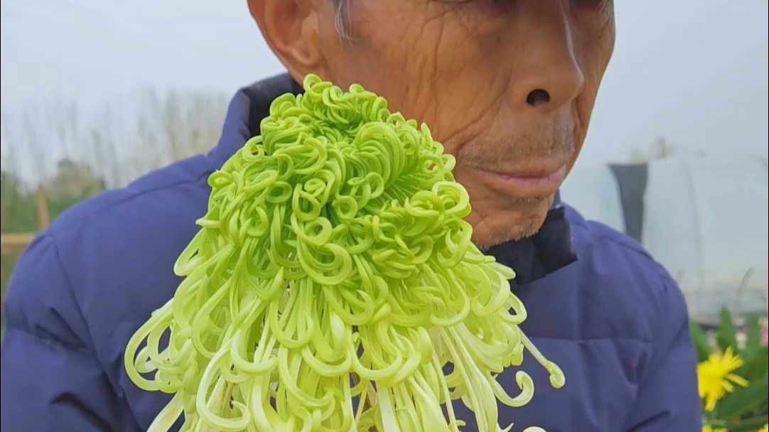 绿色大菊  盘龙春晓