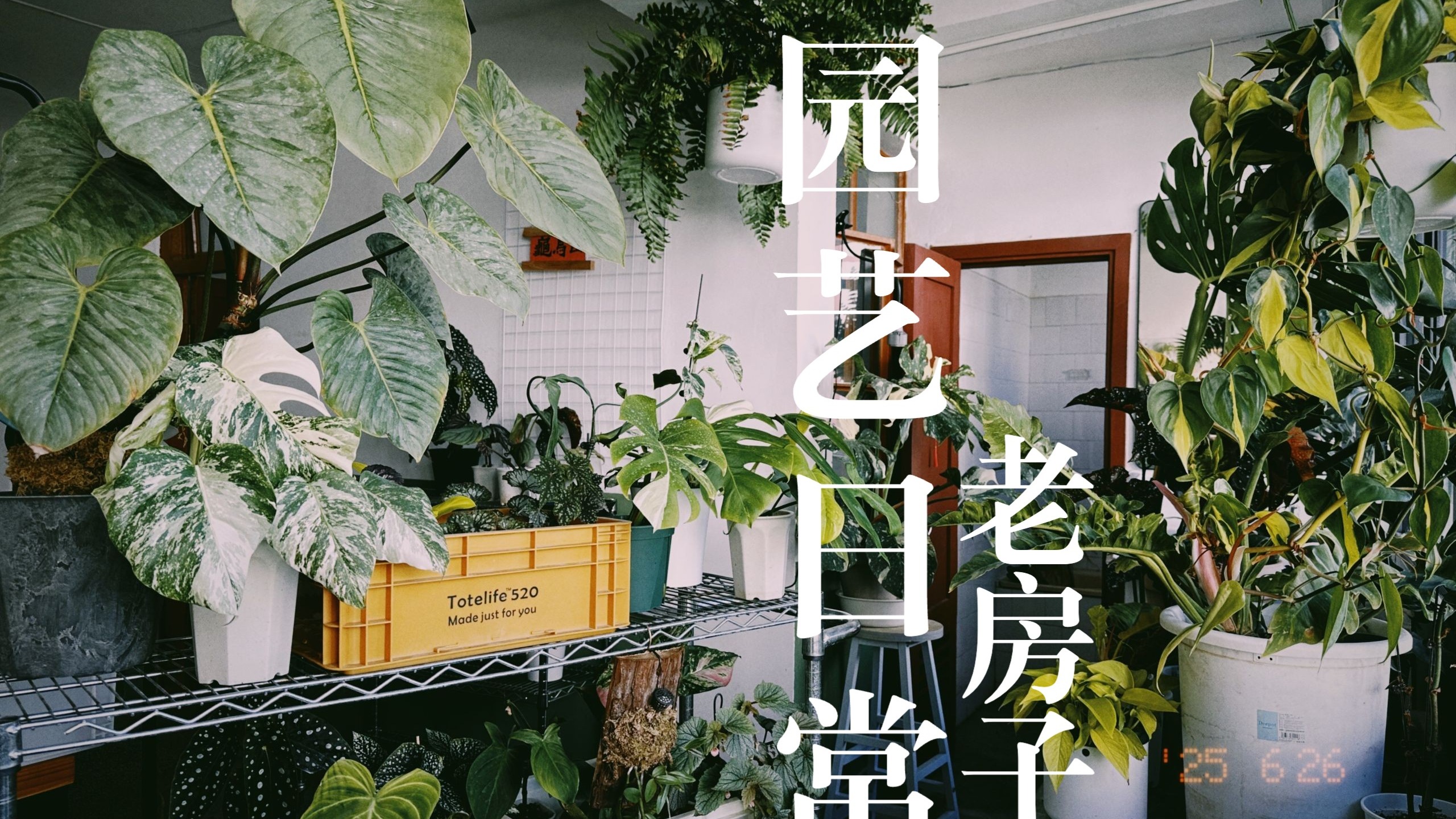 「山乌龟」组装不锈钢花架｜绿屋｜简单生活治愈vlog