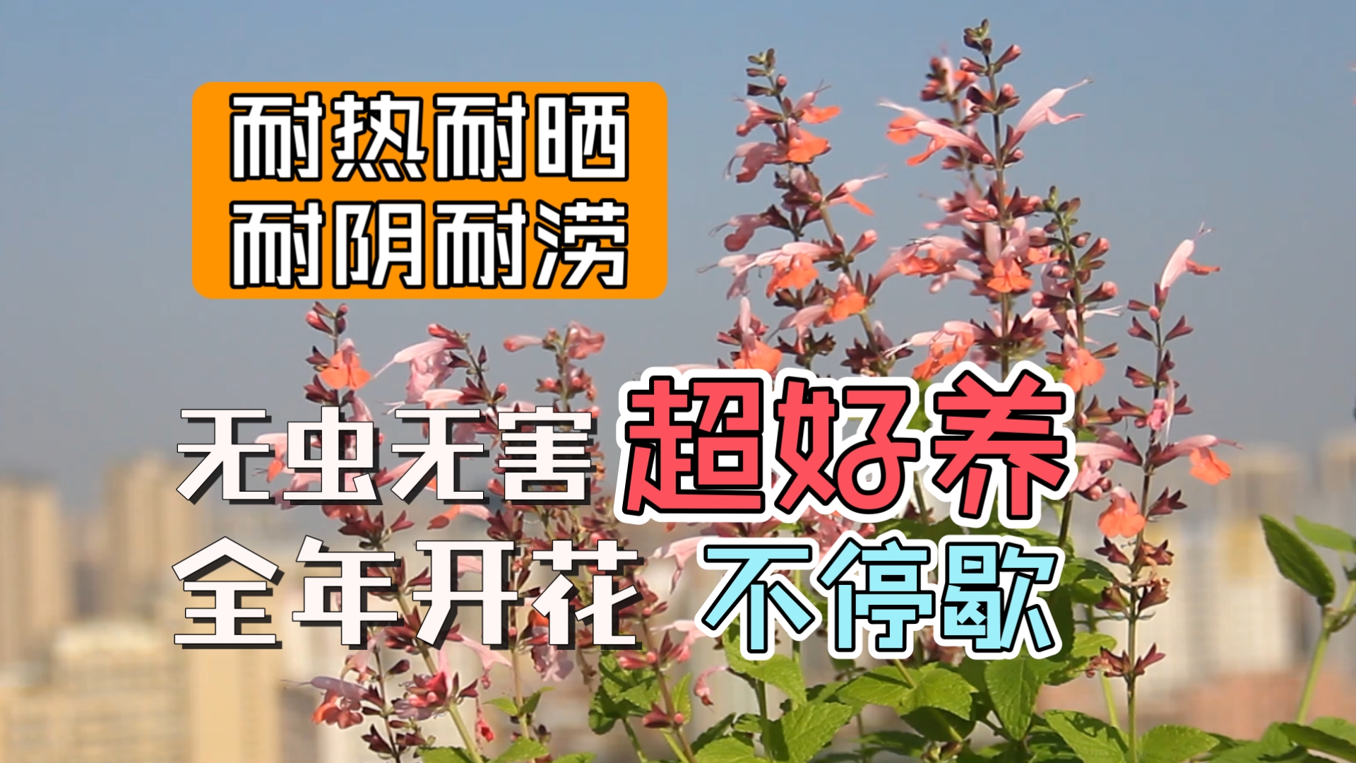 【007打工花系列03】花境露台阳台通吃的六边形战士夏之宝石