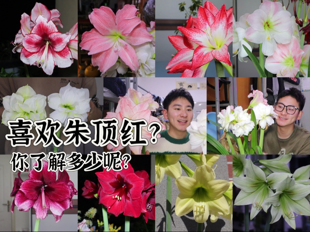 喜欢朱顶红？你了解多少呢？