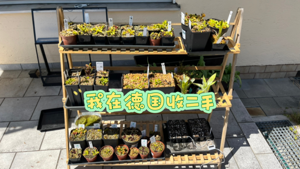 展示下在德国收二手的成果