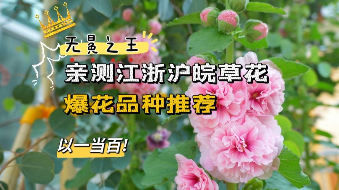 江浙沪皖草花品种推荐：无冕之王，以一当百