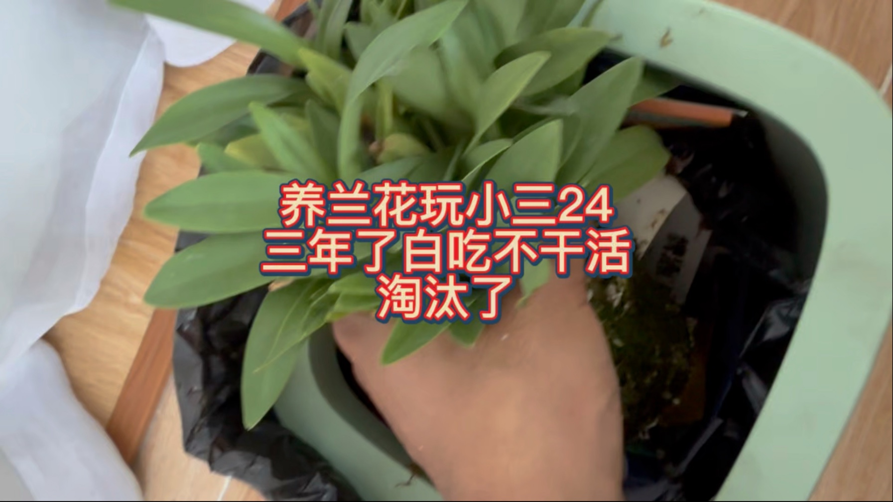 养兰花玩小三 24三年只吃饭不干活 淘汰了