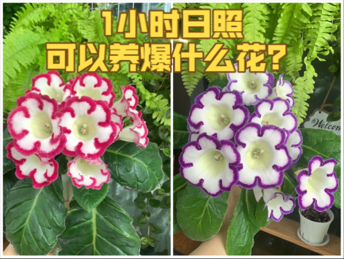 封闭阳台天菜！千呼万唤的大岩桐更新终于来了！