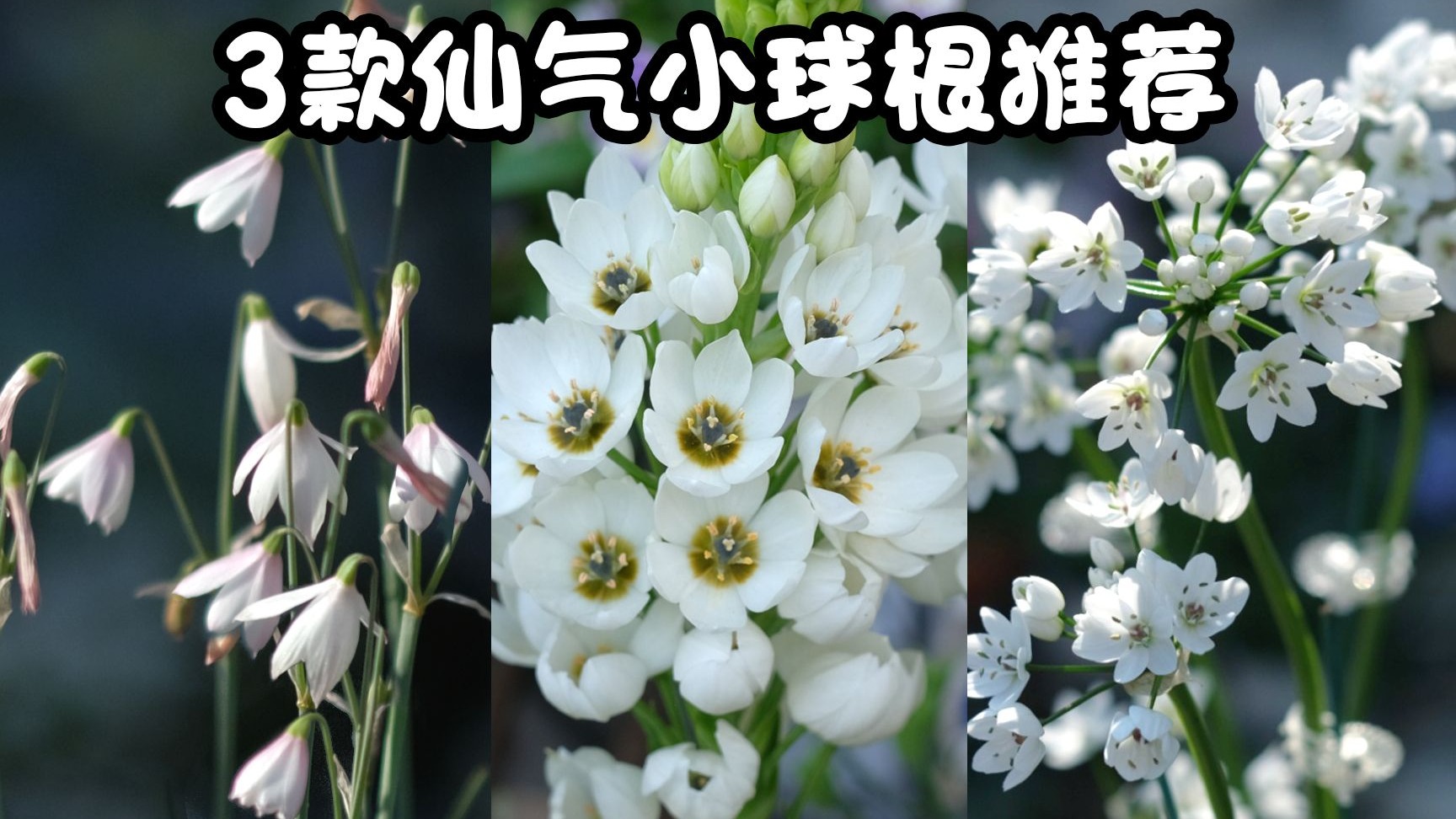 种下-开花-收球-全纪录！3款皮实仙气又好养小球根推荐：那不勒斯
