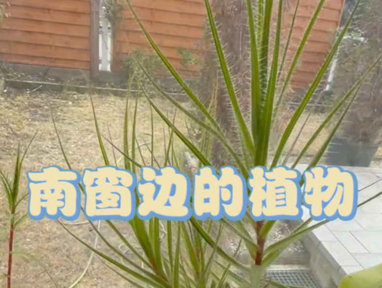 南窗边的植物