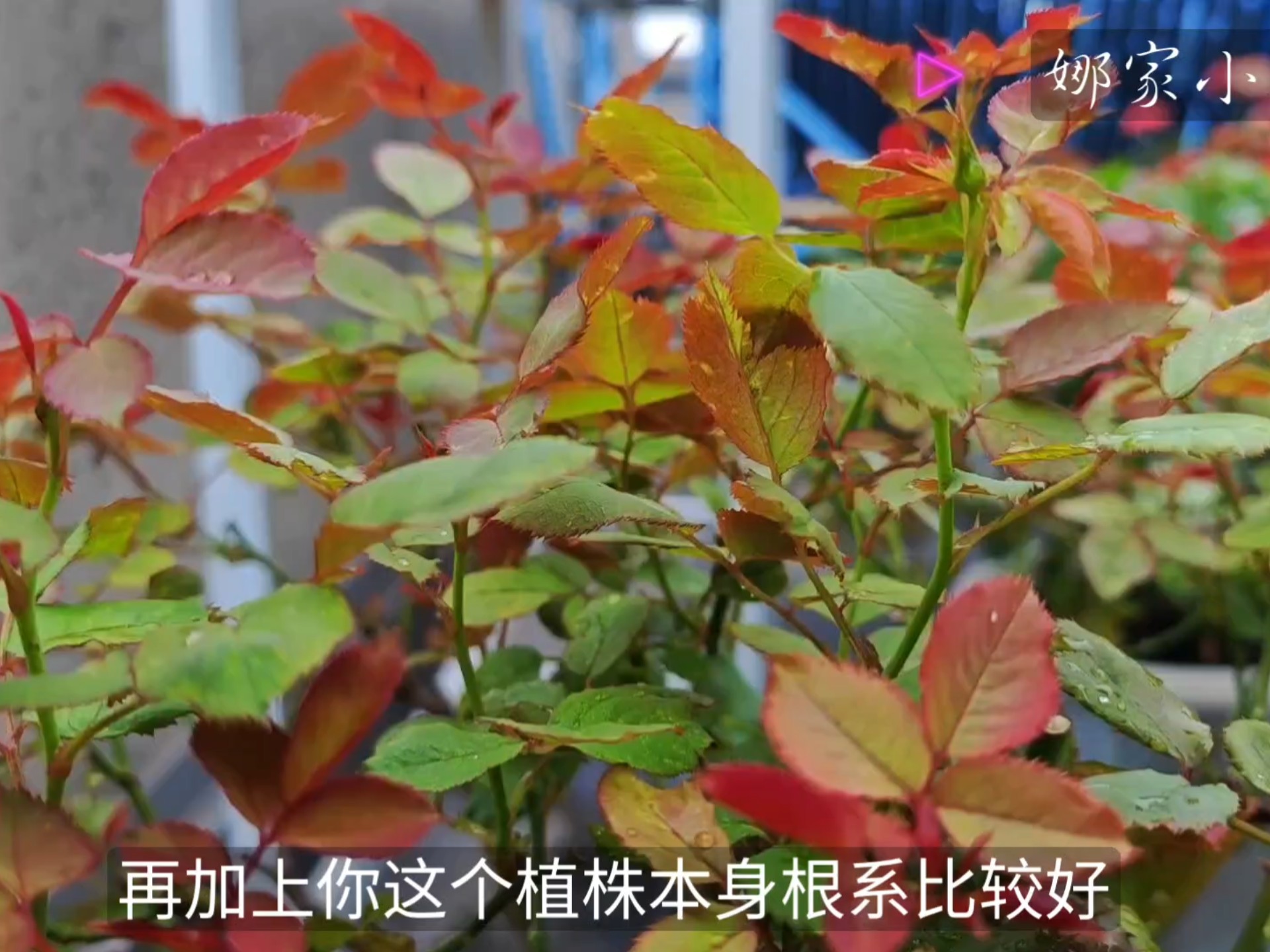 夏季养月季也需要撸叶子促花吗？可以但有条件