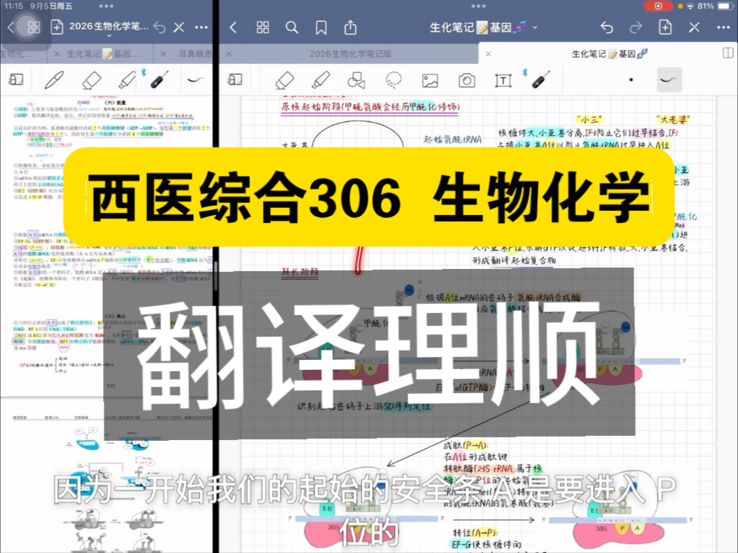 基因指导的蛋白质合成——翻译 理顺 总