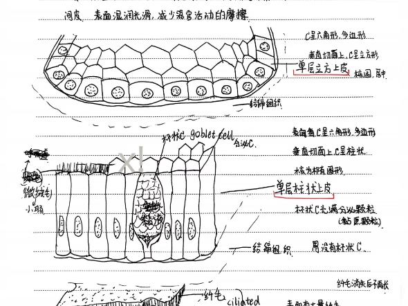 组织学与胚胎学亲自整理手写笔记，想要的宝宝加v:x8614769