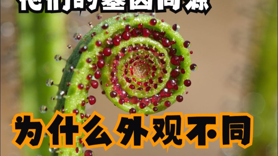 基因同源的仙人掌科和马齿苋科为什么长相完全不同？