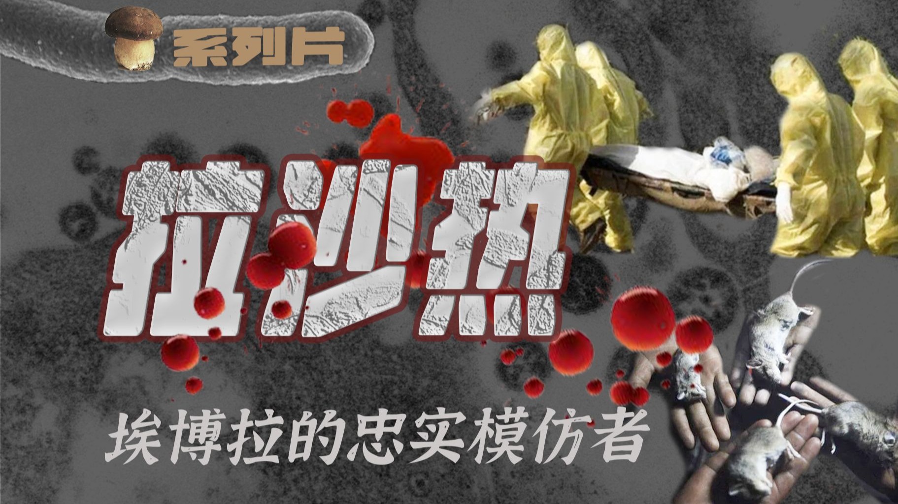 【传染病系列21】血疫拉沙热: 让肝脏融化的4级病毒 西非老鼠