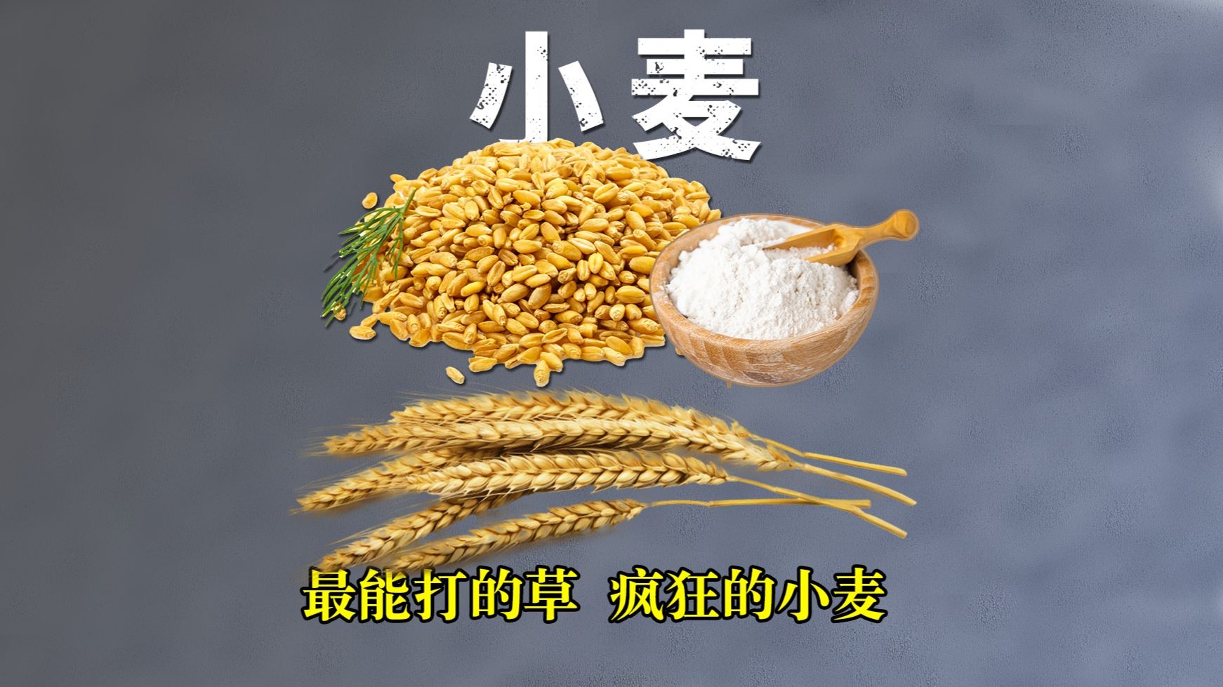 小麦：最能打的草，一粒小麦的升级史