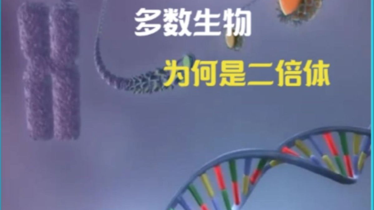 为什么多细胞生物大都是二倍体？