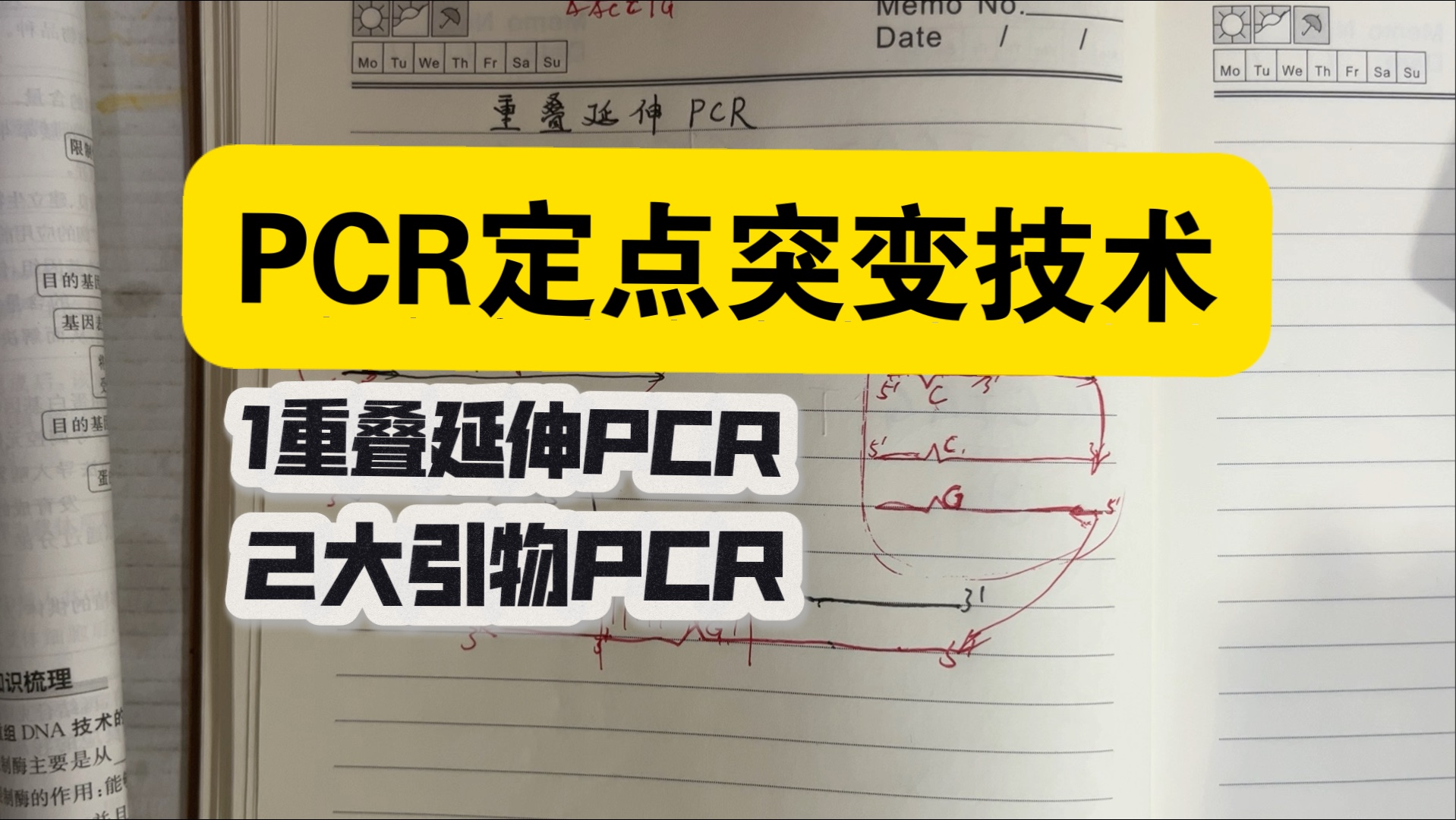 PCR定点突变技术 之  1 重叠延伸PCR。2 大引物PCR