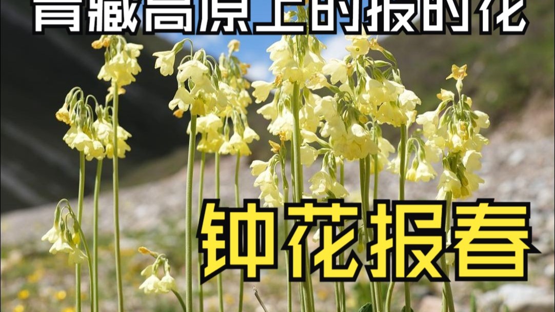 钟花报春，青藏高原上的报时花