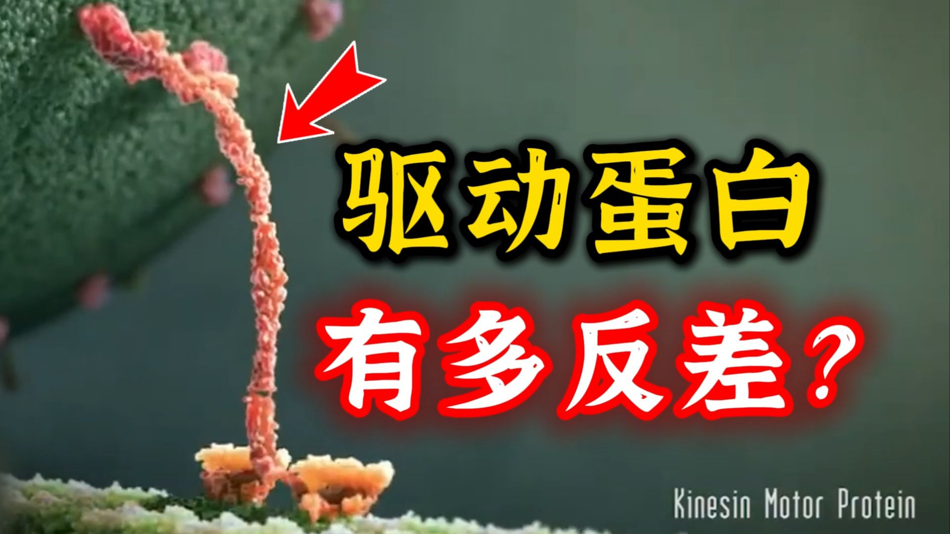猫步，扛集装箱，飞毛腿：驱动蛋白的深度原理解析