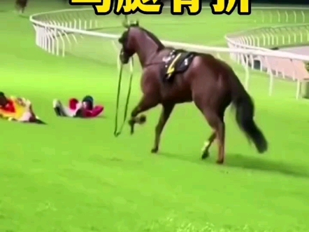 为什么马儿的腿断了就必须安乐死？ #科普 #涨知识 #奇闻趣事