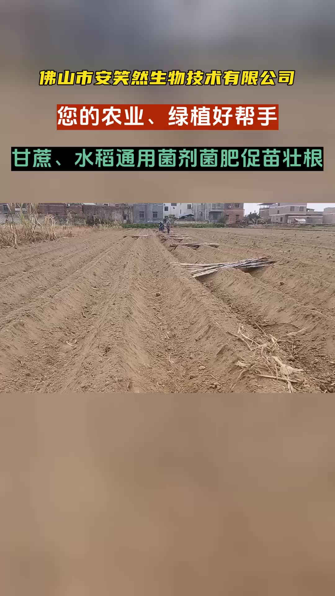 甘蔗新芽蔸补种