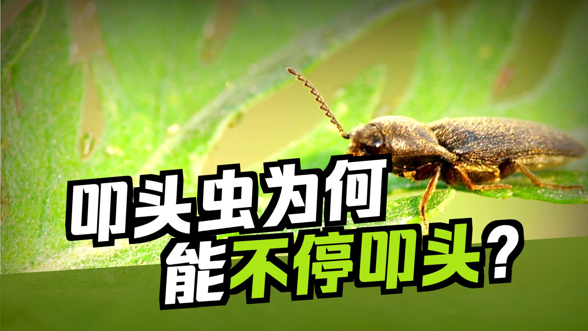 为什么叩头虫要叩头？中英字幕