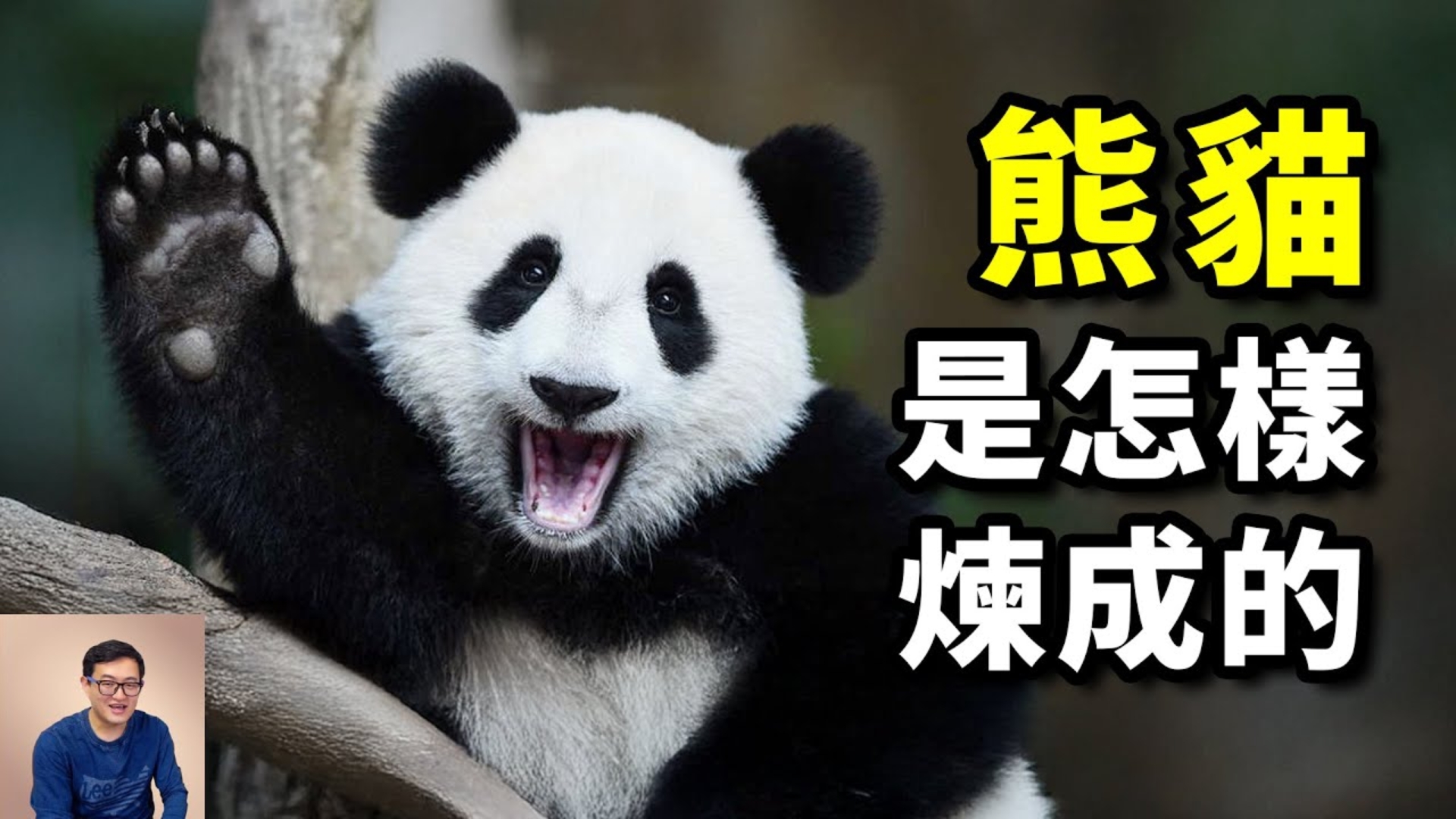 曾经的食肉猛兽，变身世界上最受欢迎的动物，熊猫的演化算成功了
