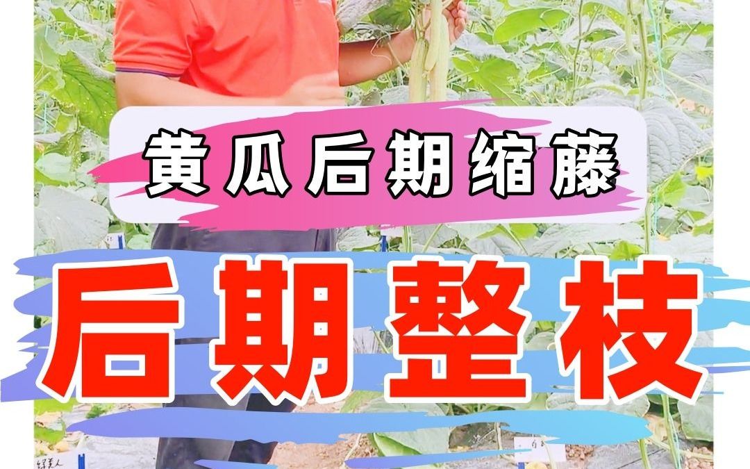 2025年8月18日 黄瓜后期整枝方式
