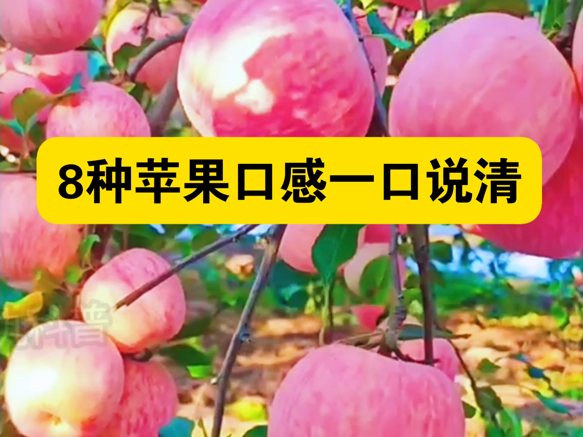 喜欢吃苹果可以了解一下