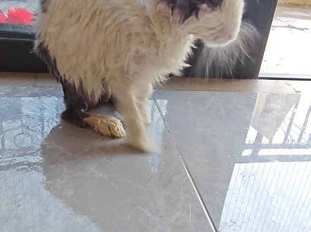 兔子洗澡时候被媳妇把尾巴剪掉了，疼的他不知所措，怎么办才好，会