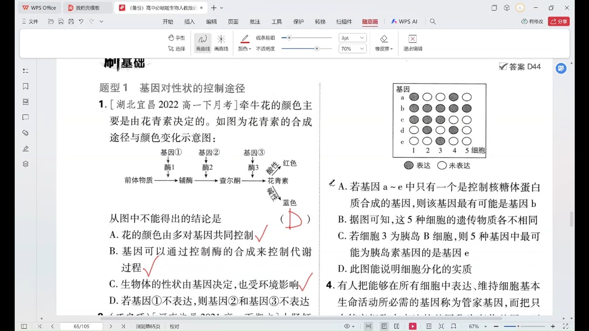 2024必刷题生物RJ必修二第4章第2节基因表达与性状的关系逐题