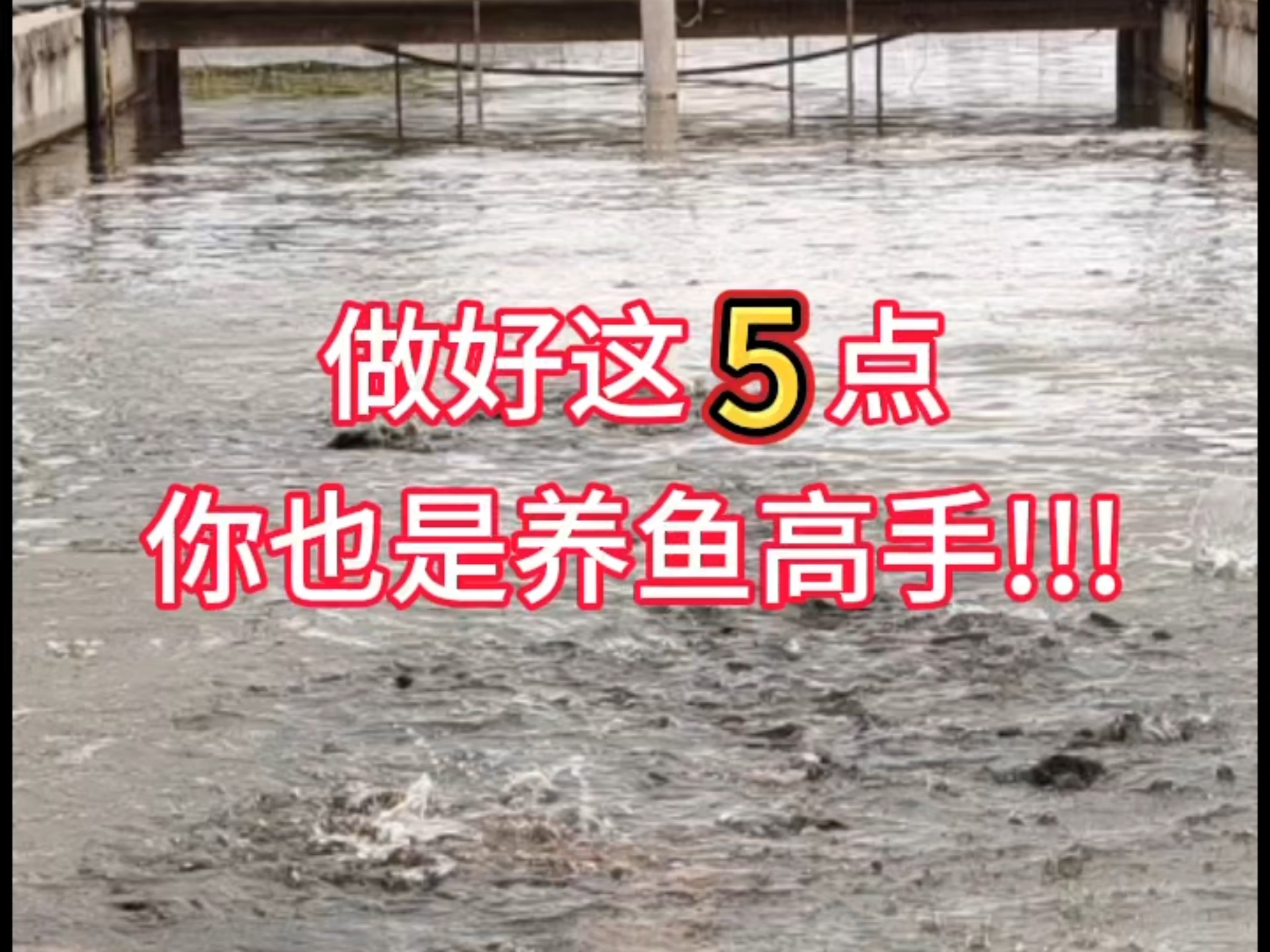 想要养好鱼，记住这5点！