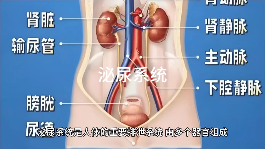 泌尿系统
