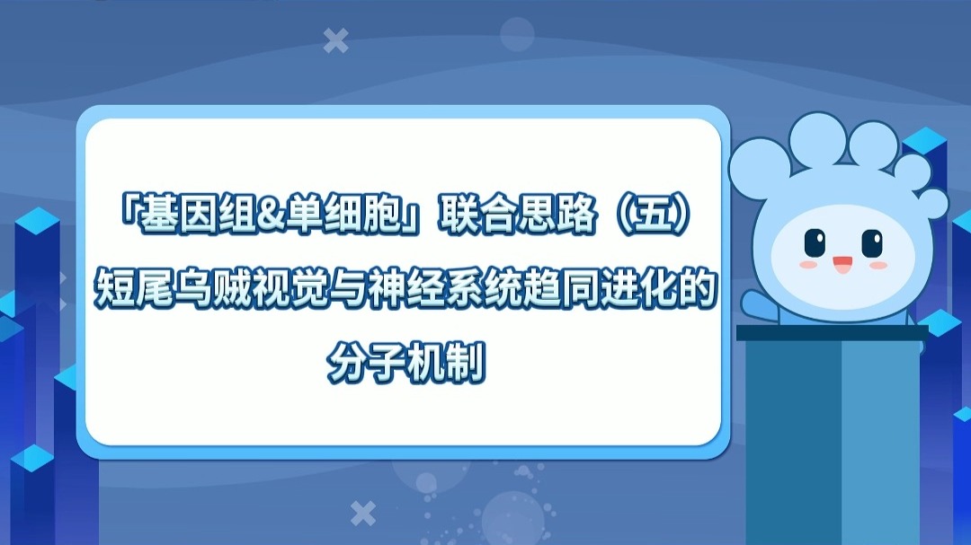「基因组&单细胞」联合思路（五）短尾乌贼视觉与神经系统趋同进