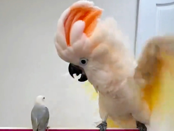 少见的鸟