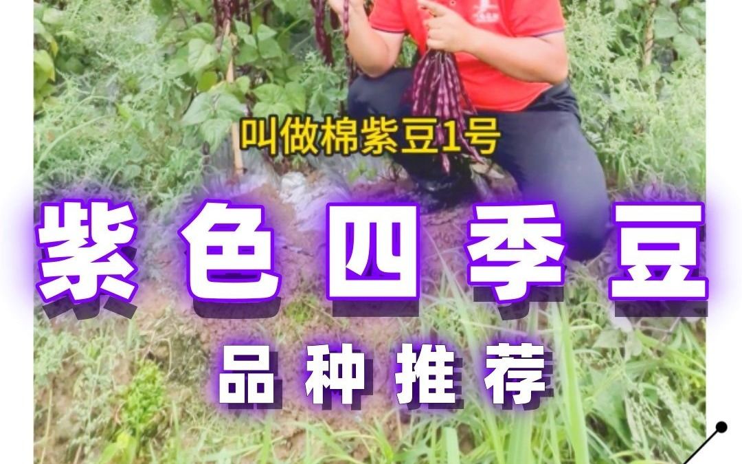 2025年8月17日 紫色四季豆