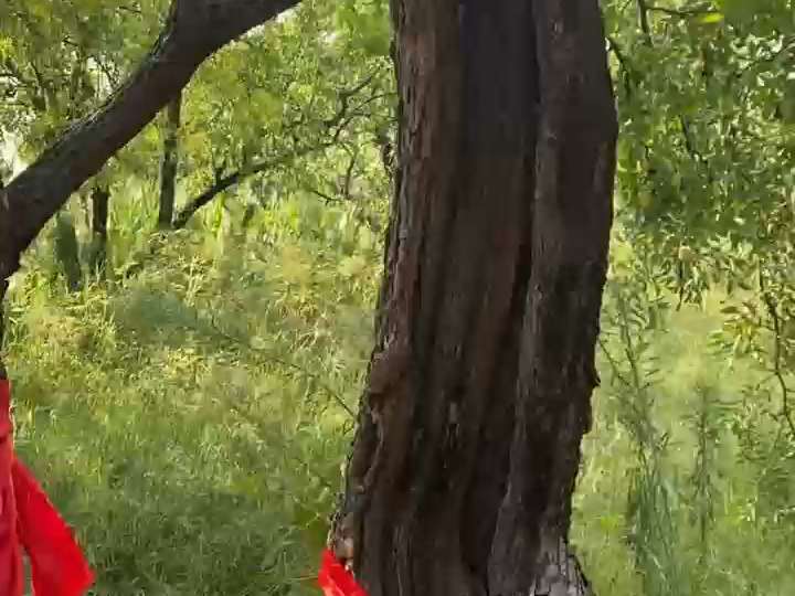 这才是真正的雷击木