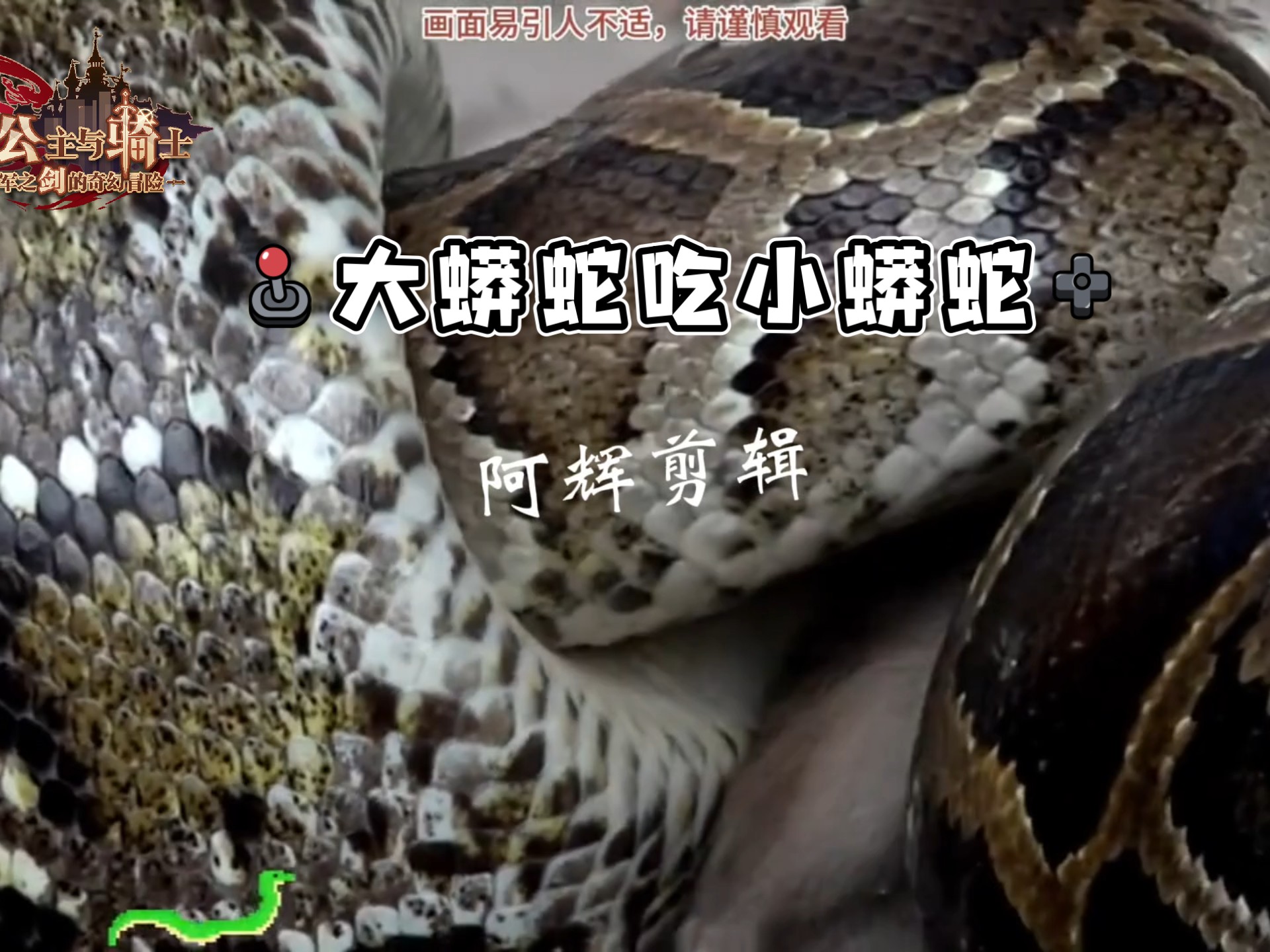 大蟒蛇吞小蟒蛇，现场打斗激烈1