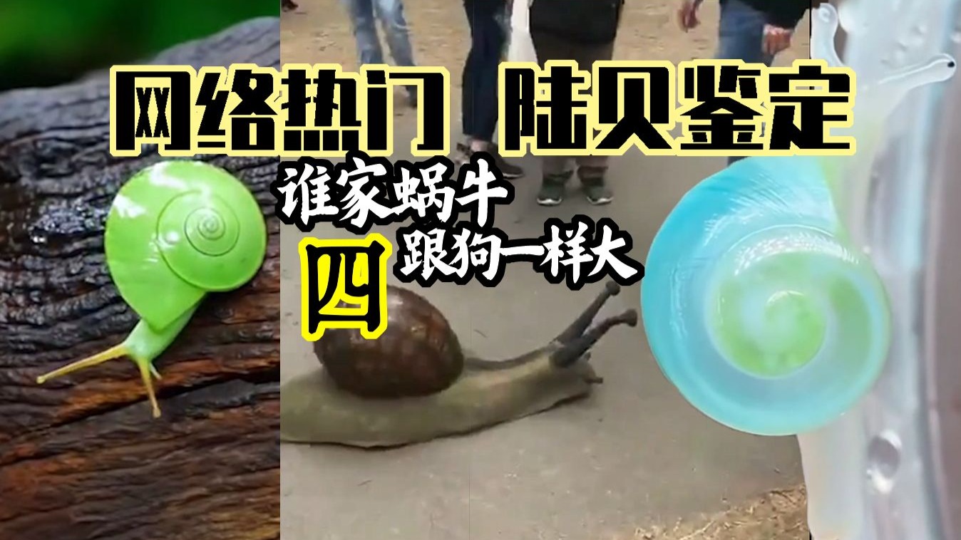 “好大的蜗牛，好绿的蜗牛”【网络热门陆贝鉴定】四