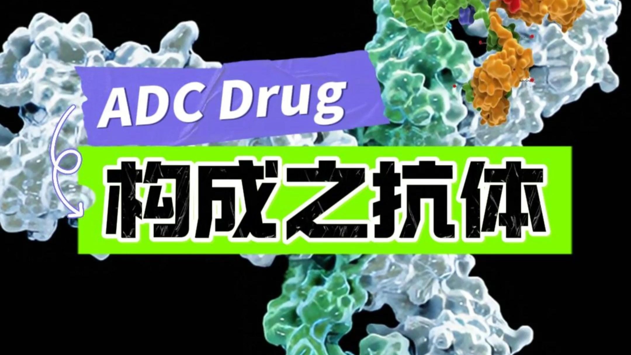 ADC Drug的构成之抗体