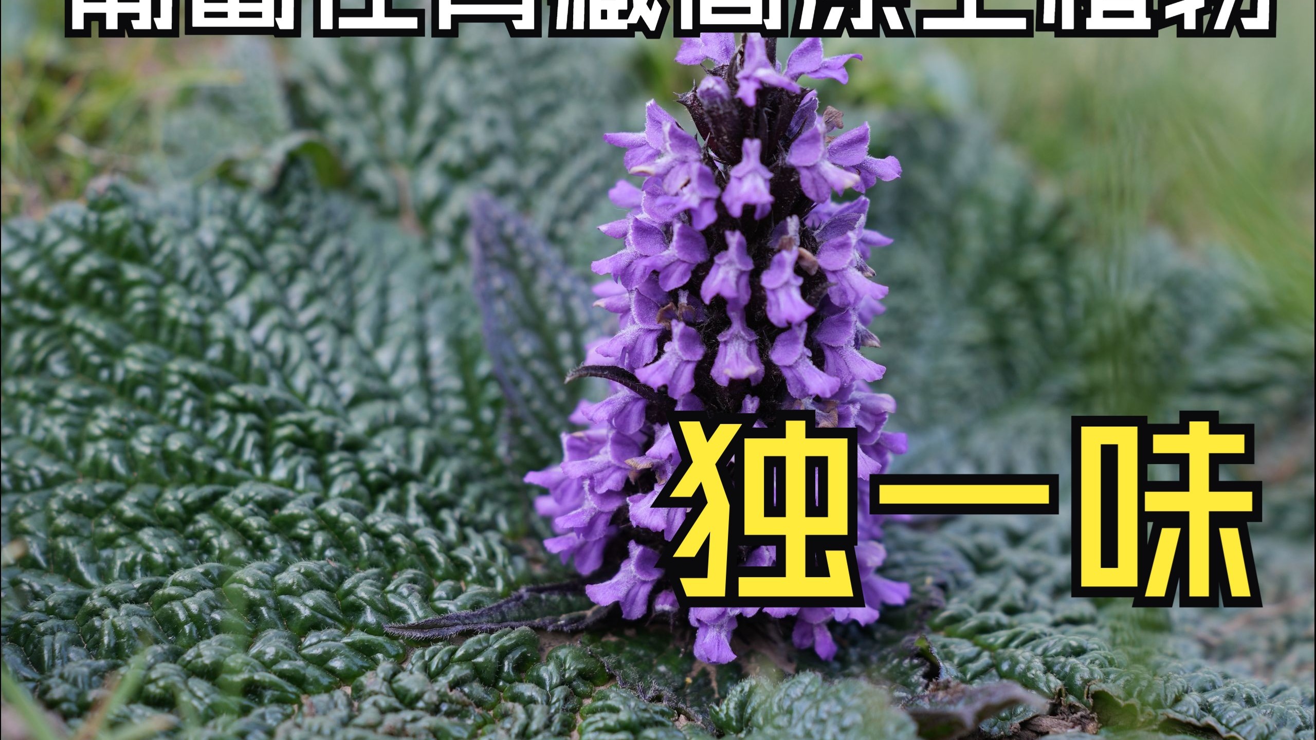 独一味，在木本植物无法扎根的高原草甸上匍匐生长。