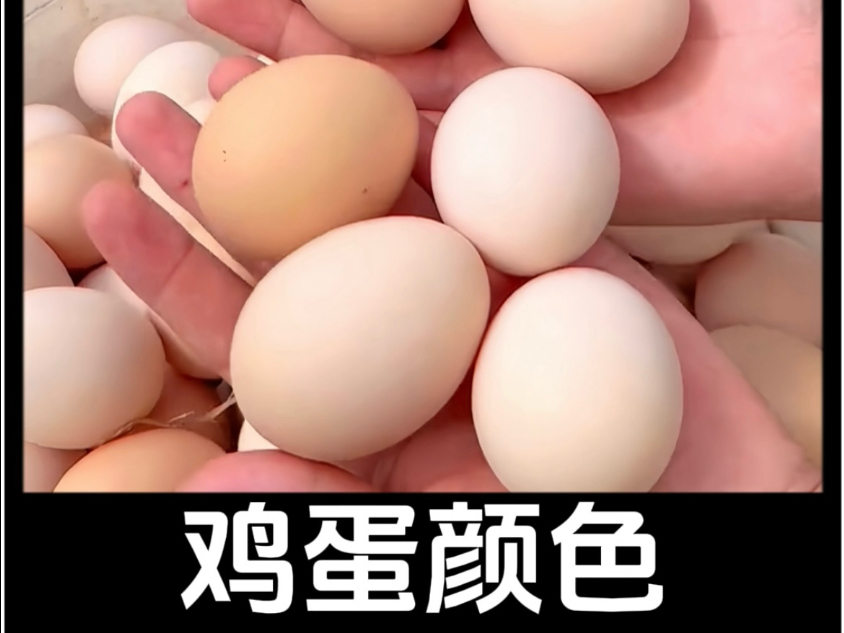 都是母鸡生蛋，为什么鸡蛋有白皮和红皮，到底哪种更好呢？