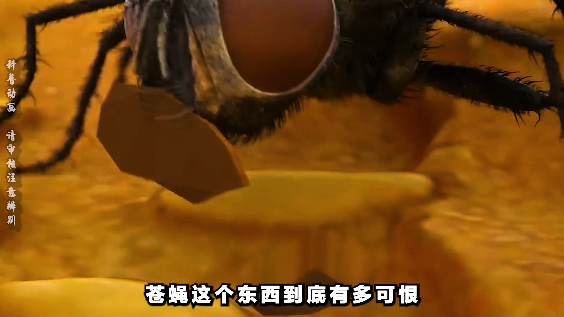 一起来看啊苍蝇是如何讨厌人的