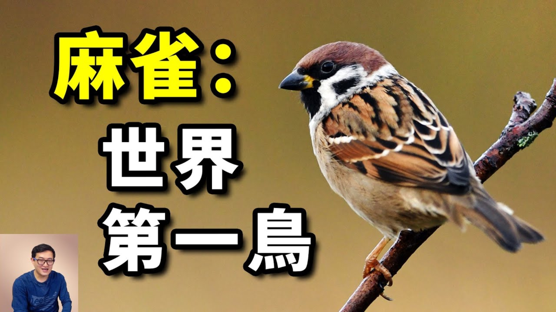 为什么麻雀比以前少了？「依人小鸟」遇到大麻烦！树麻雀和家麻雀