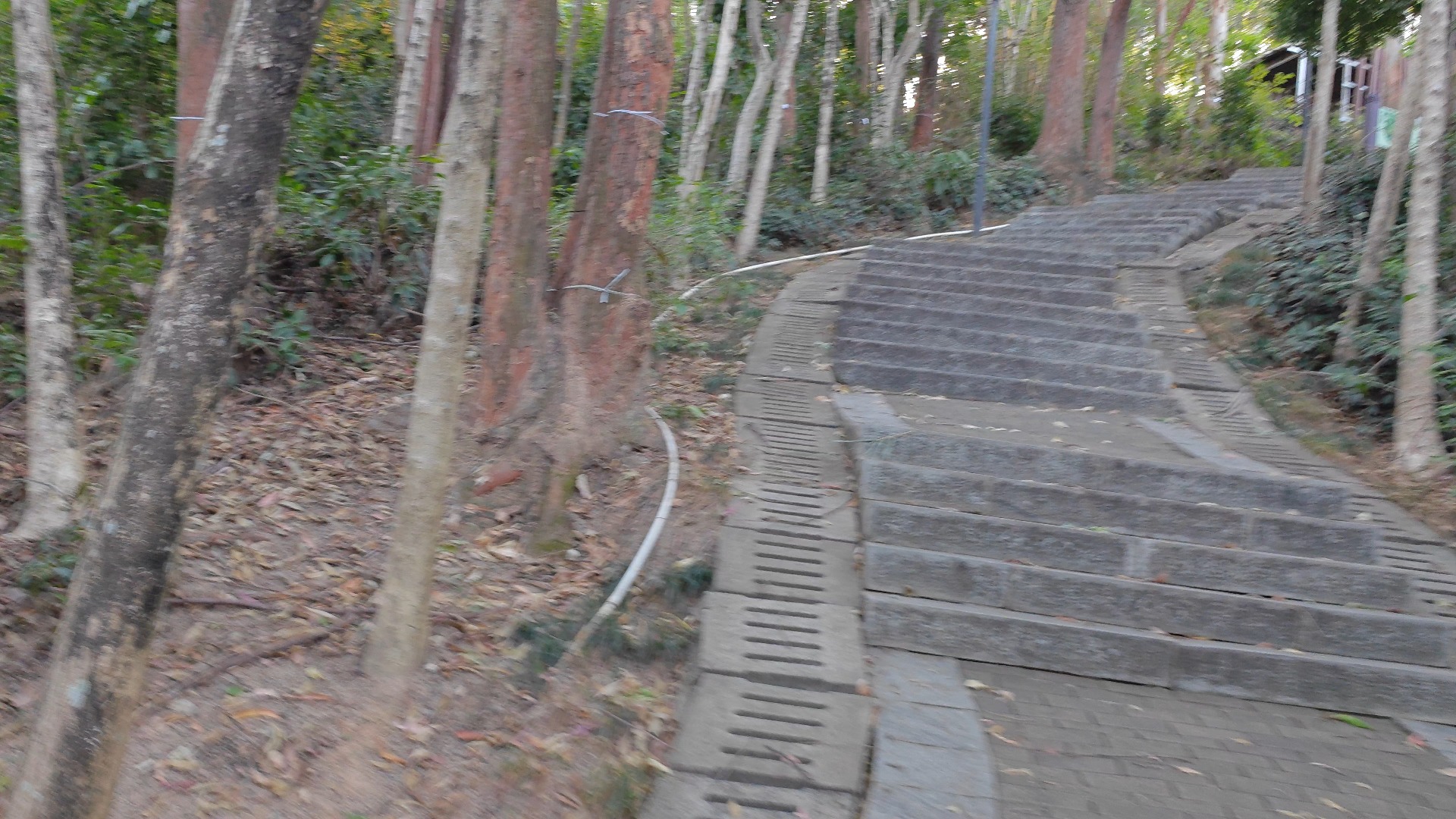 VID_20250128_165306_8K深圳坂田的黄金山公园.mp4