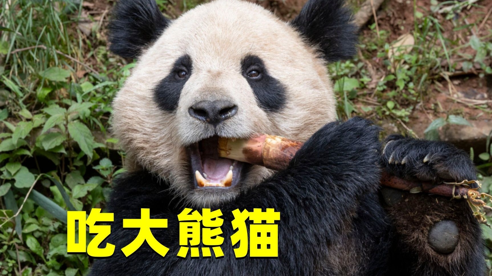 你在野外快饿死的时候，能捉大熊猫吃吗？真相颠覆认知