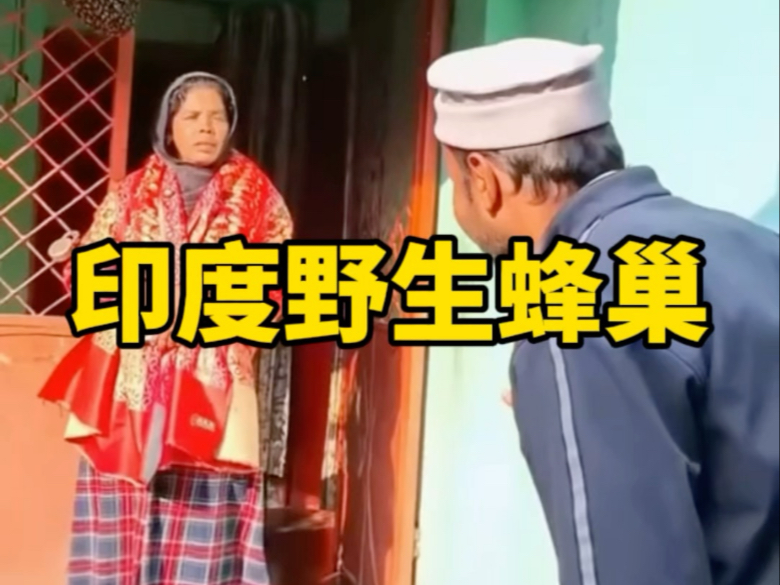 印度野生蜂巢，甜度极高