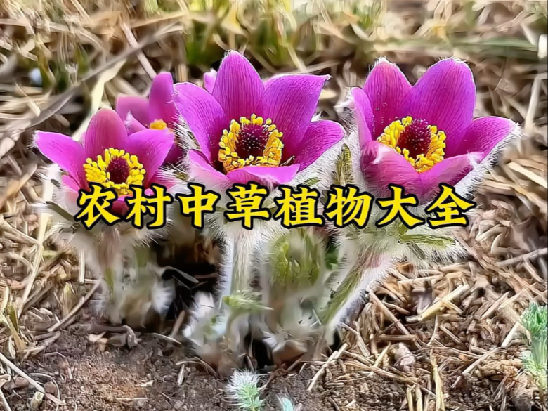 农村常见的中草药大全